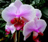 Orchidee